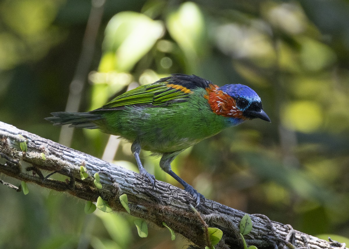 Red-necked Tanager - ML638412350