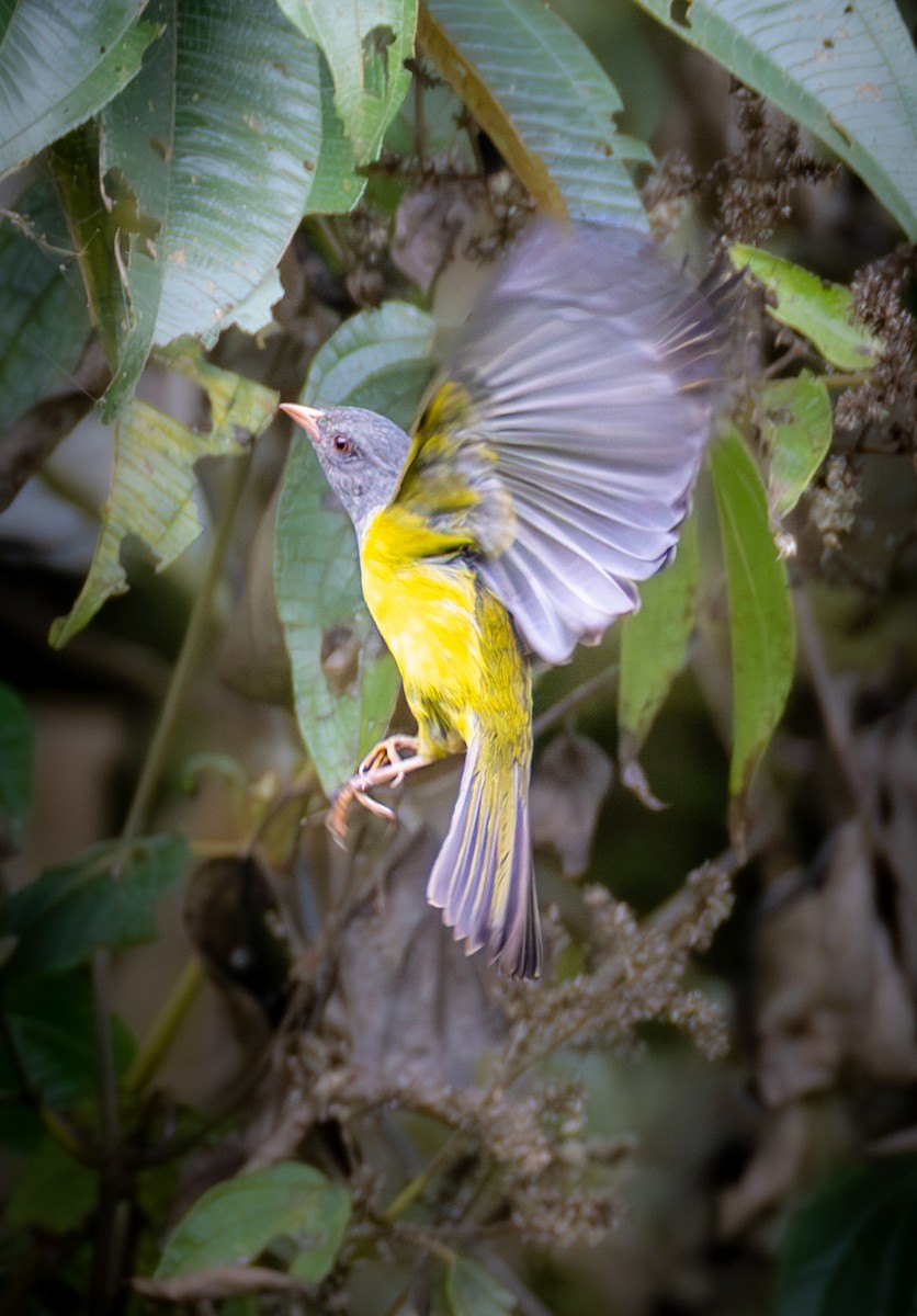 Gray-hooded Bush Tanager (Red-billed) - ML638412352