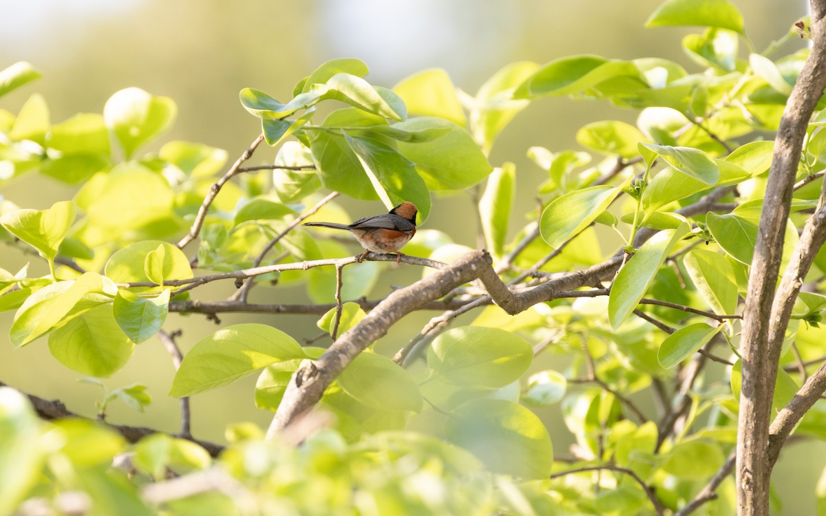 Black-throated Tit - ML638412355