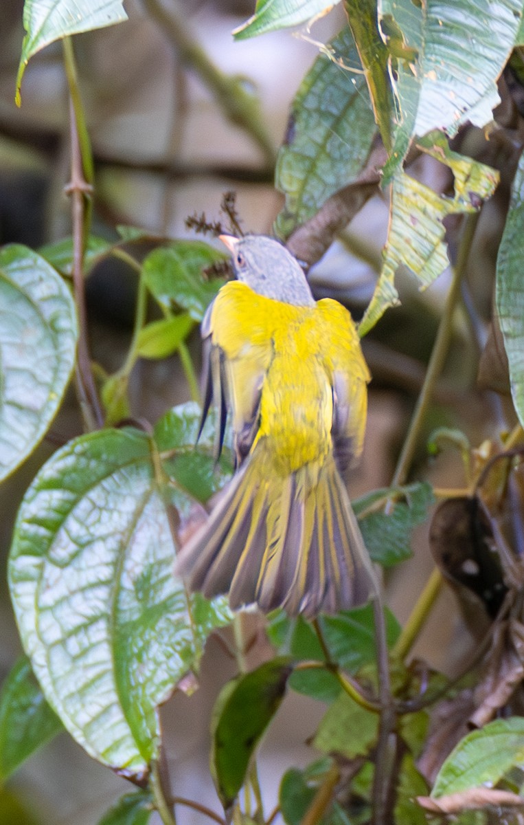 Gray-hooded Bush Tanager (Red-billed) - ML638412357