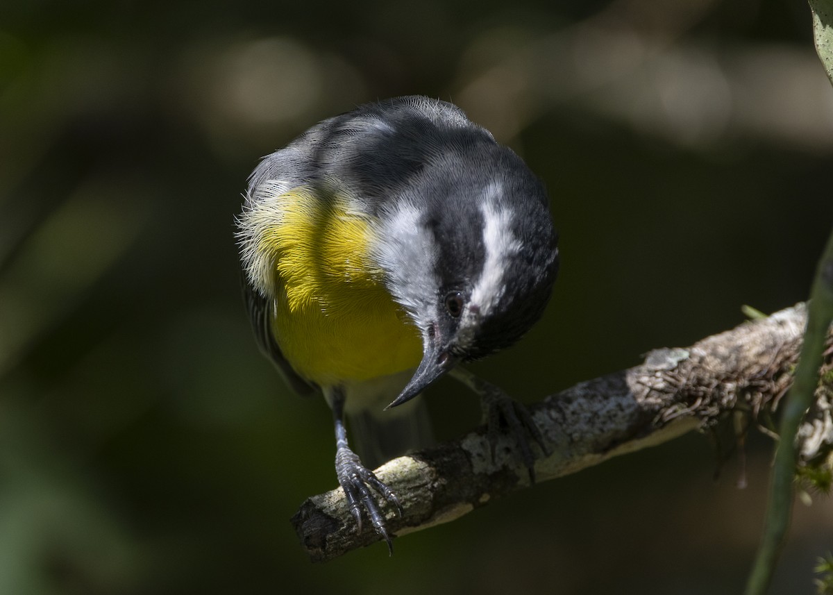 Bananaquit (Continental) - ML638412360
