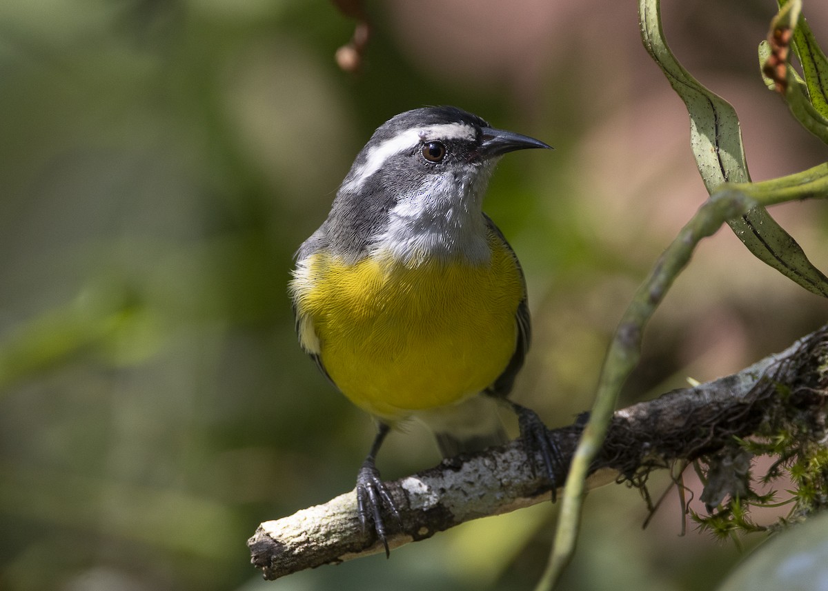 Bananaquit (Continental) - ML638412361