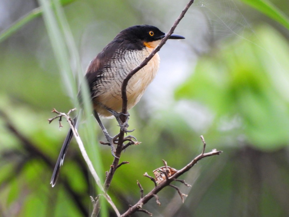 Black-capped Donacobius - ML638412362