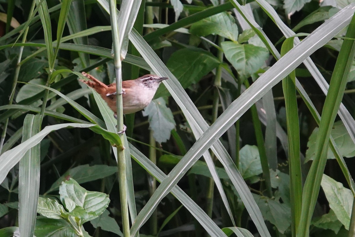 Cabanis's Wren - ML638412364
