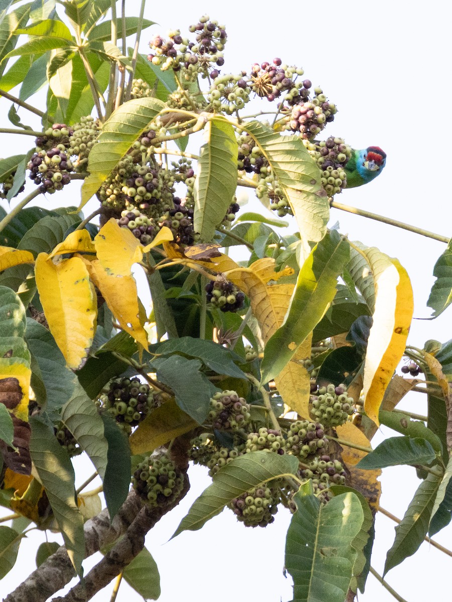 Blue-throated Barbet - ML638412366