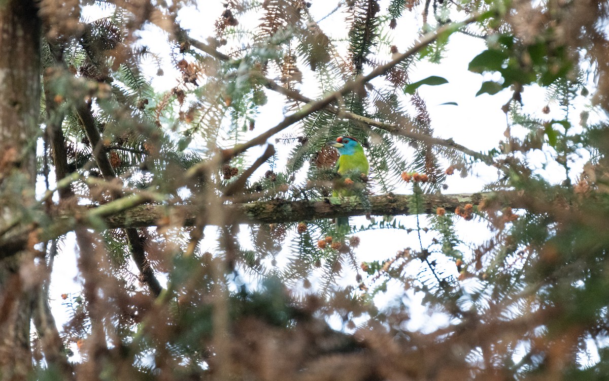 Blue-throated Barbet - ML638412368