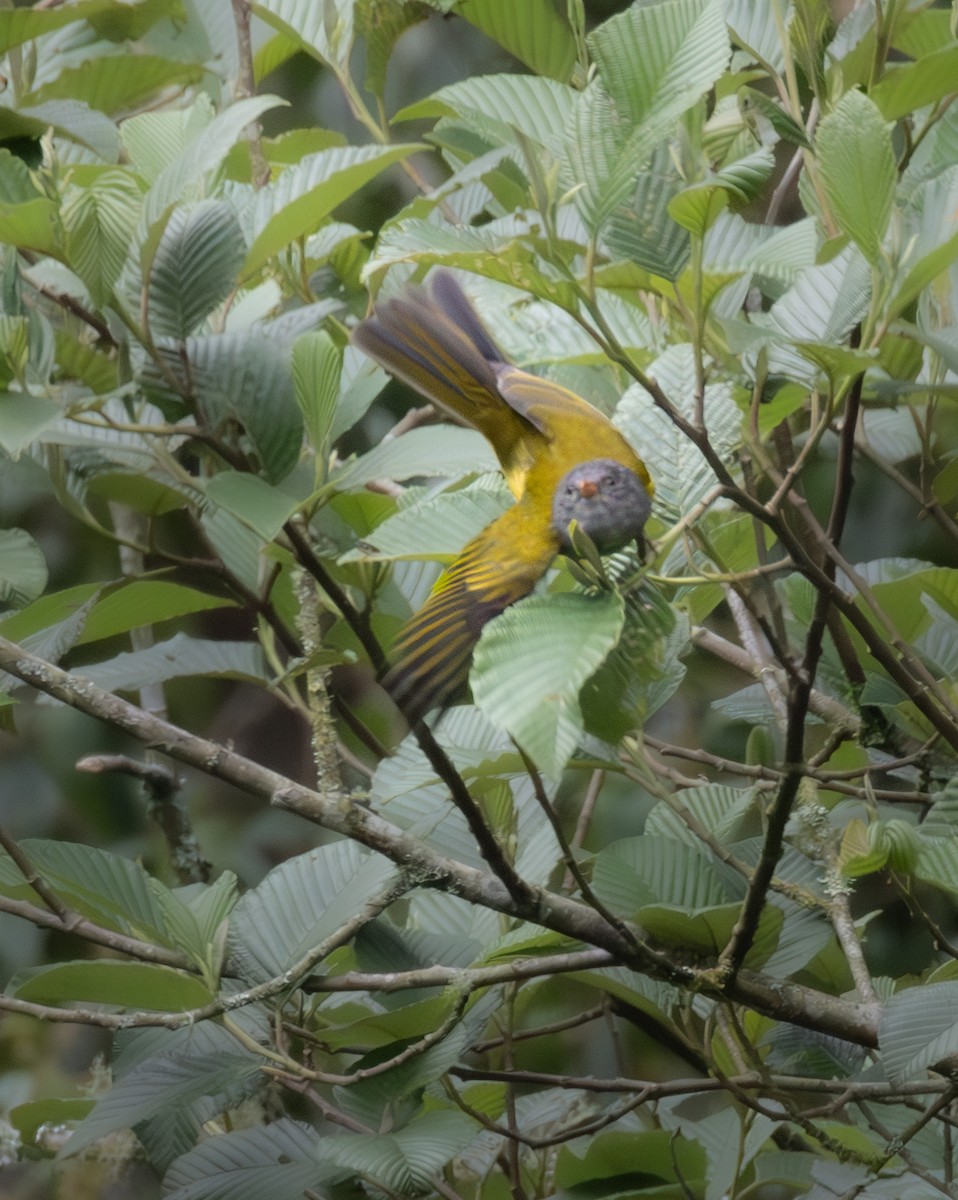 Gray-hooded Bush Tanager (Red-billed) - ML638412372