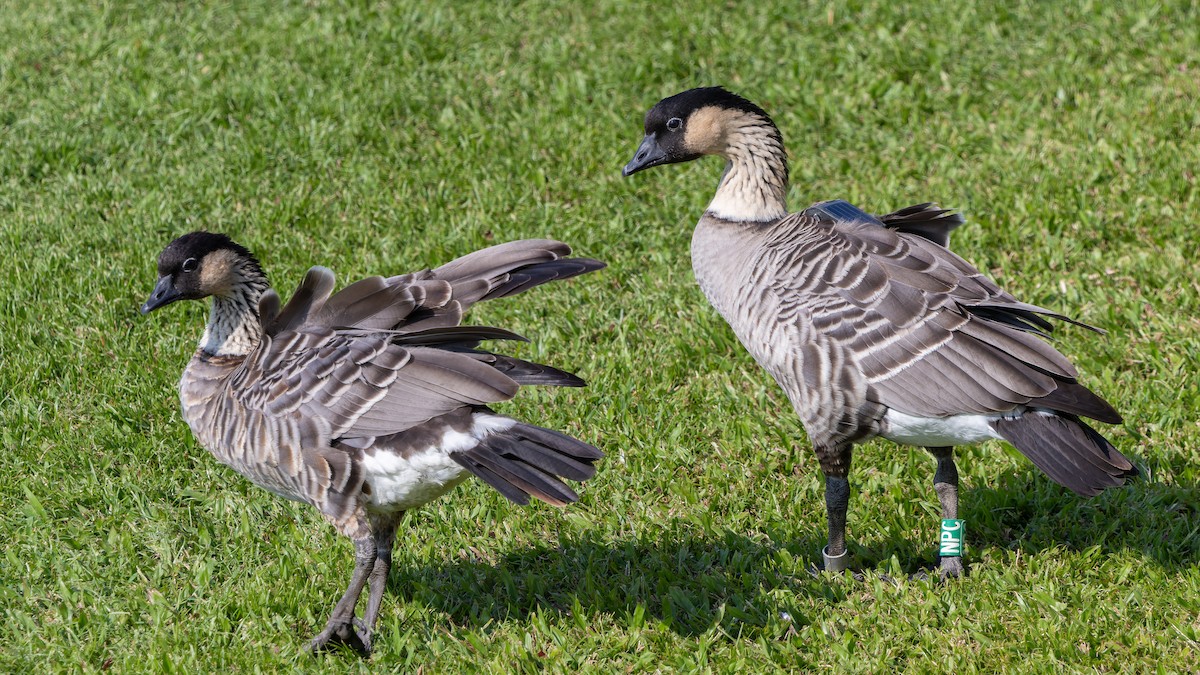 Hawaiian Goose - ML638412373