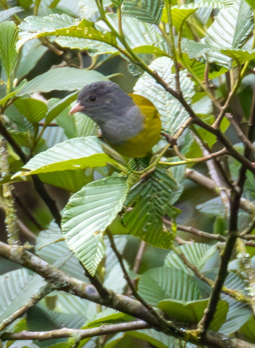 Gray-hooded Bush Tanager (Red-billed) - ML638412377