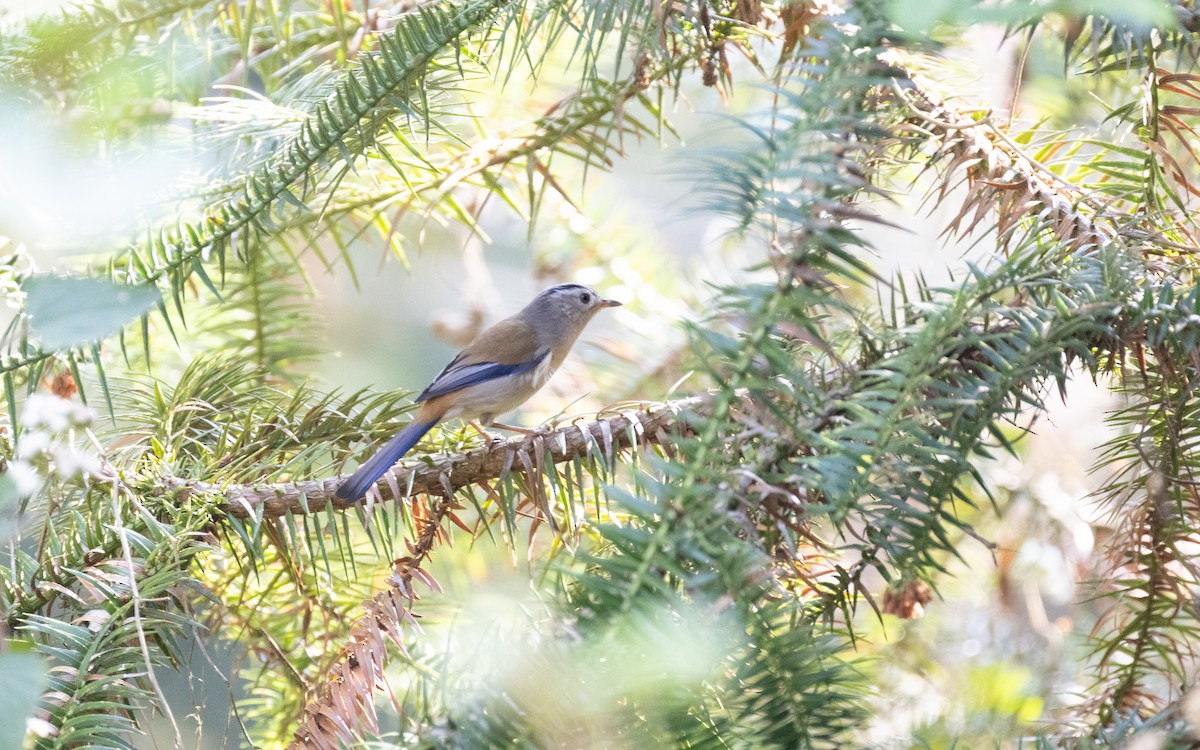 Blue-winged Minla - ML638412379