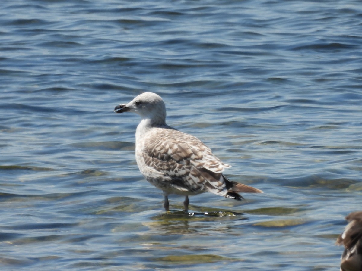 Lesser Black-backed Gull - ML638412416