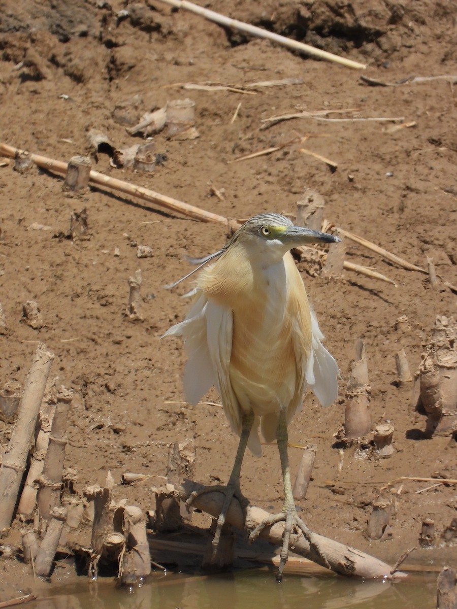 volavka vlasatá - ML638412444