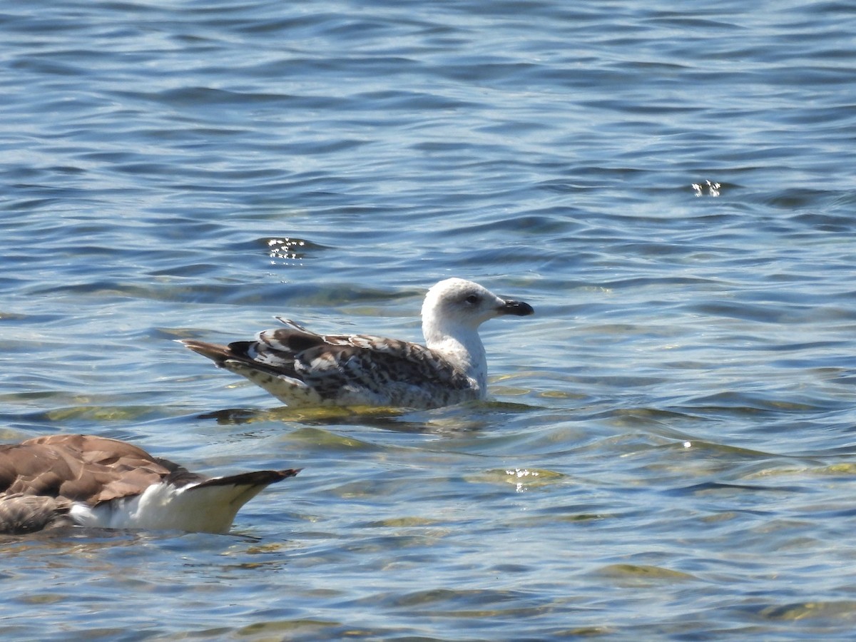 Lesser Black-backed Gull - ML638412445
