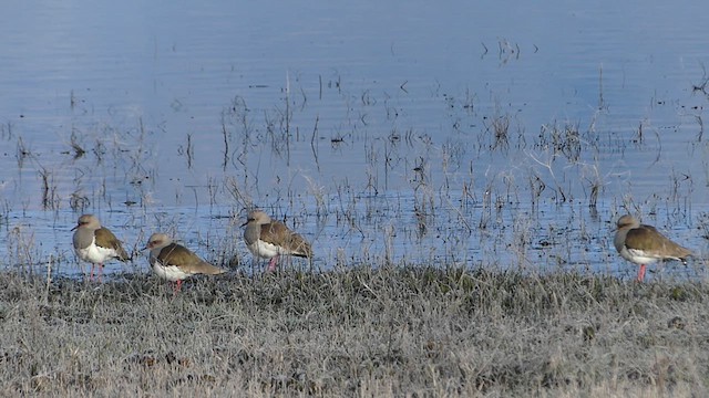 Andean Lapwing - ML638412482