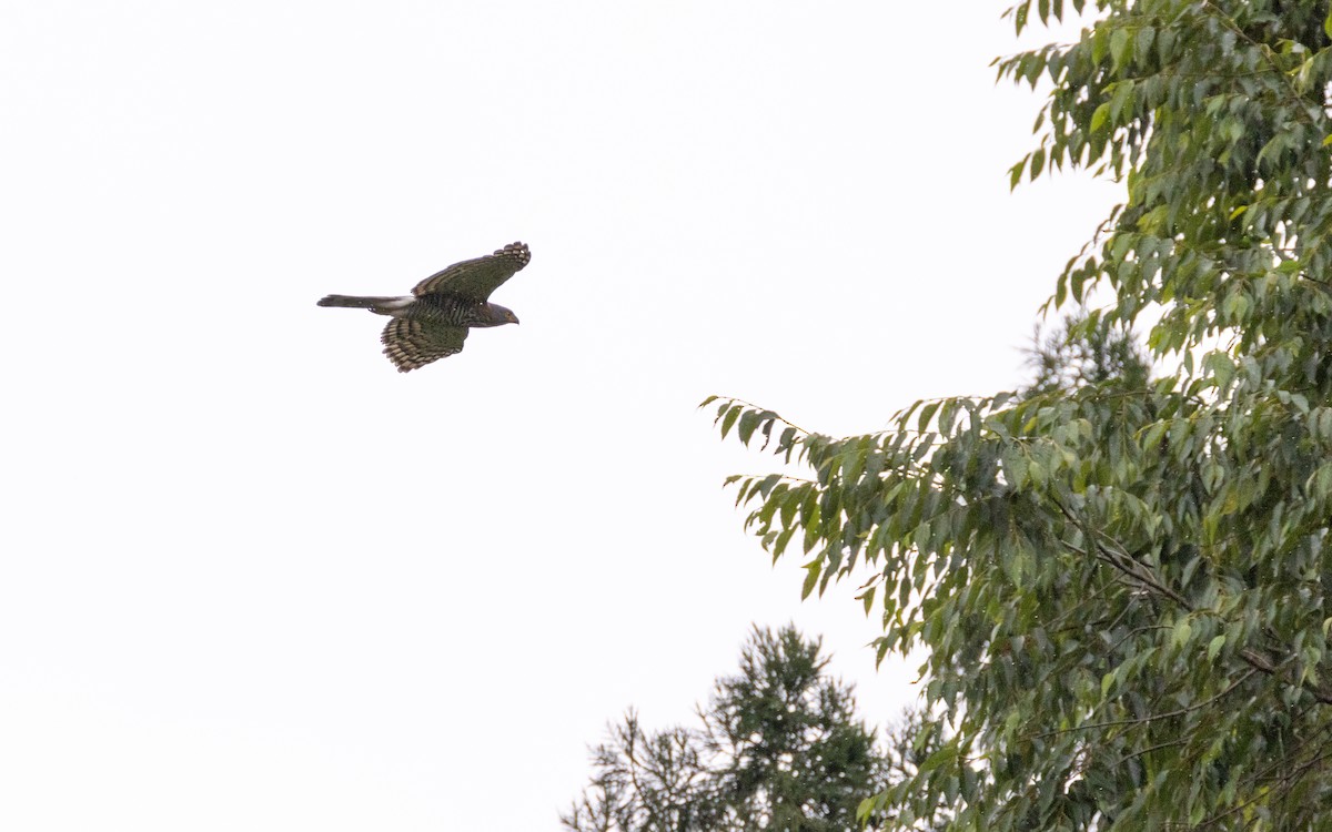 Crested Goshawk - ML638412489