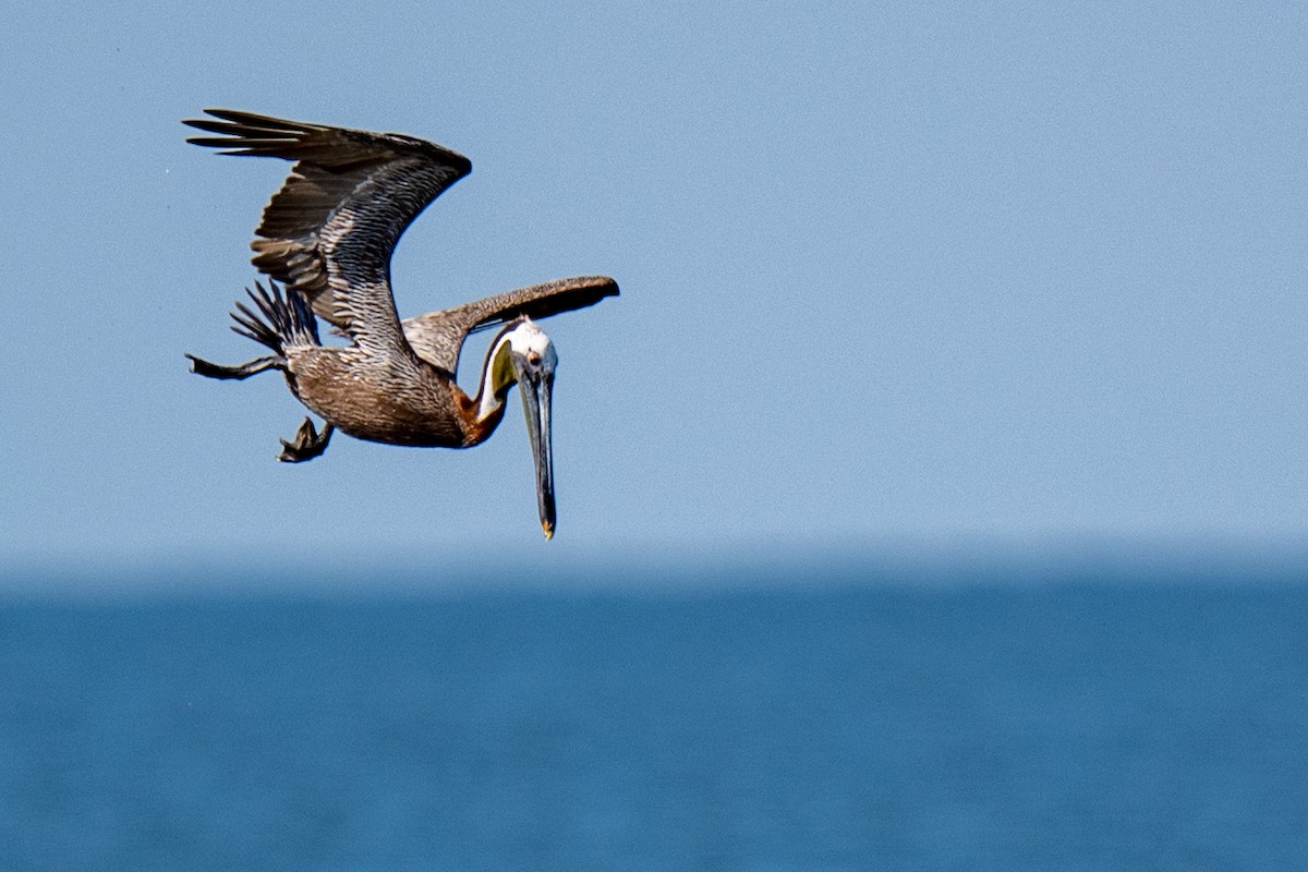 Brown Pelican - ML638412537