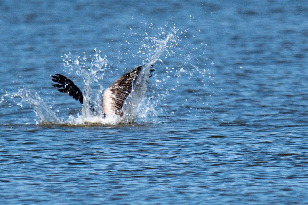 Brown Pelican - ML638412538