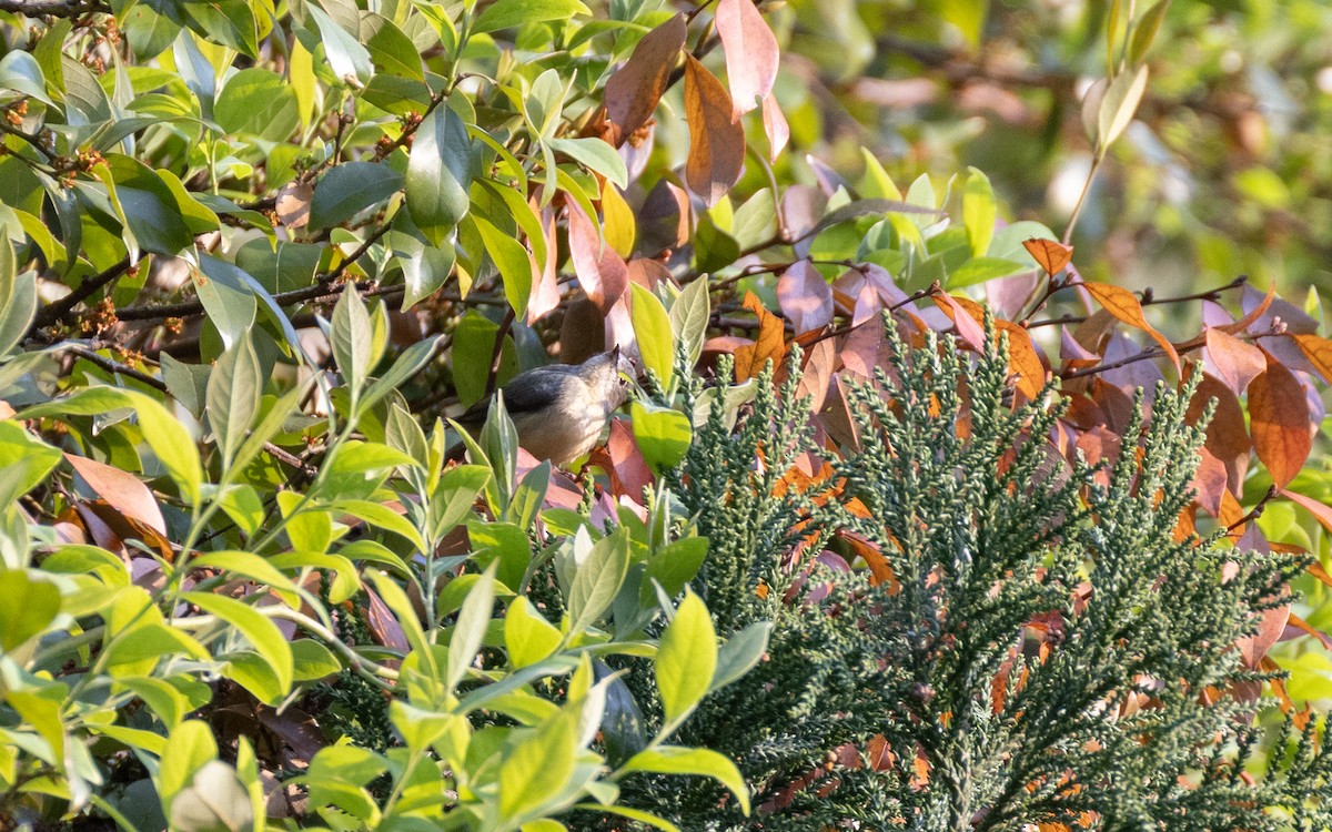 Fire-breasted Flowerpecker - ML638412568
