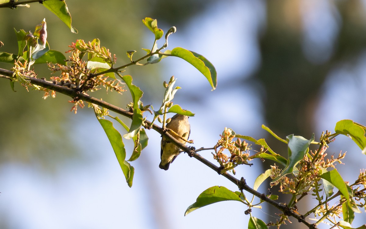 Fire-breasted Flowerpecker - ML638412569