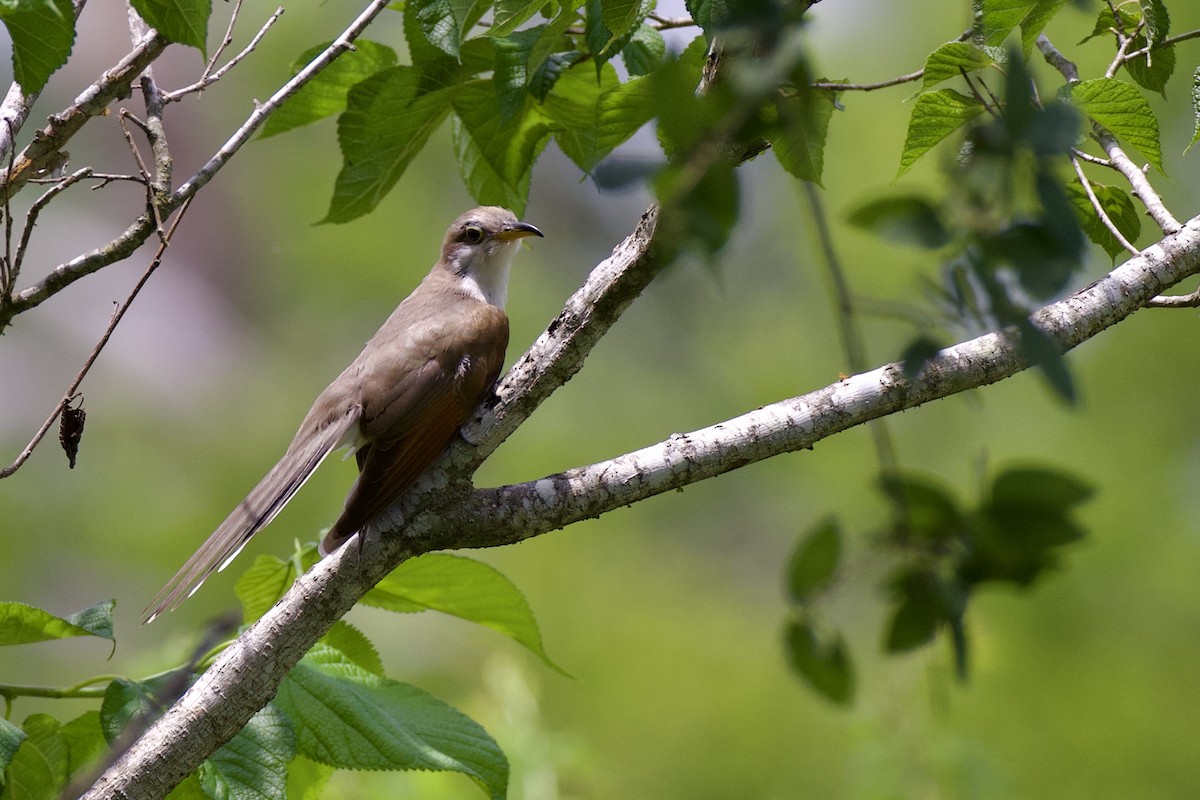 Yellow-billed Cuckoo - ML638412591