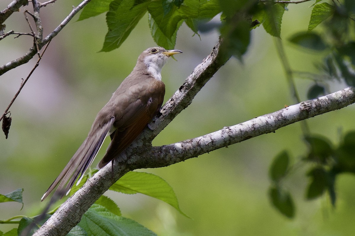 Yellow-billed Cuckoo - ML638412593