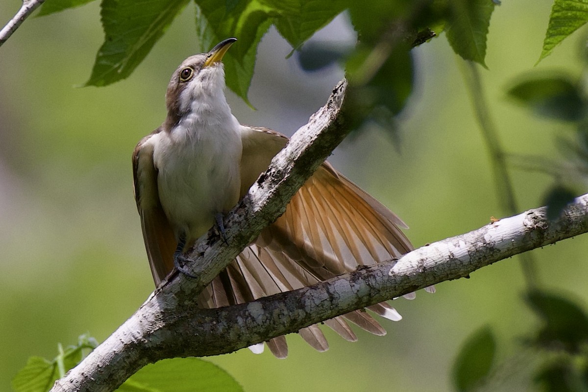 Yellow-billed Cuckoo - ML638412594