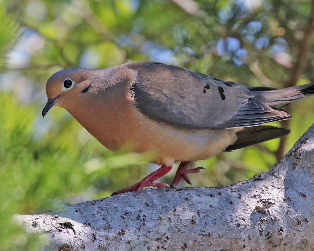 Mourning Dove - ML638412602