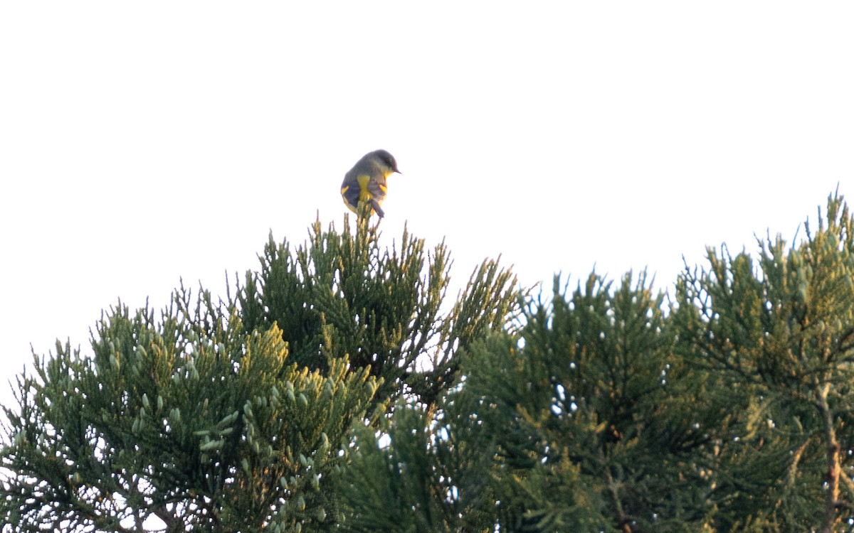 Long-tailed Minivet - ML638412683