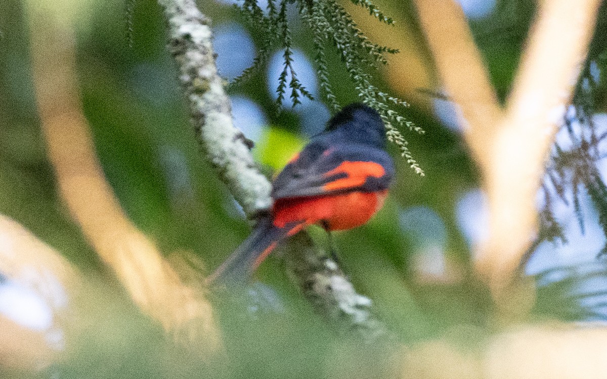 Long-tailed Minivet - ML638412684
