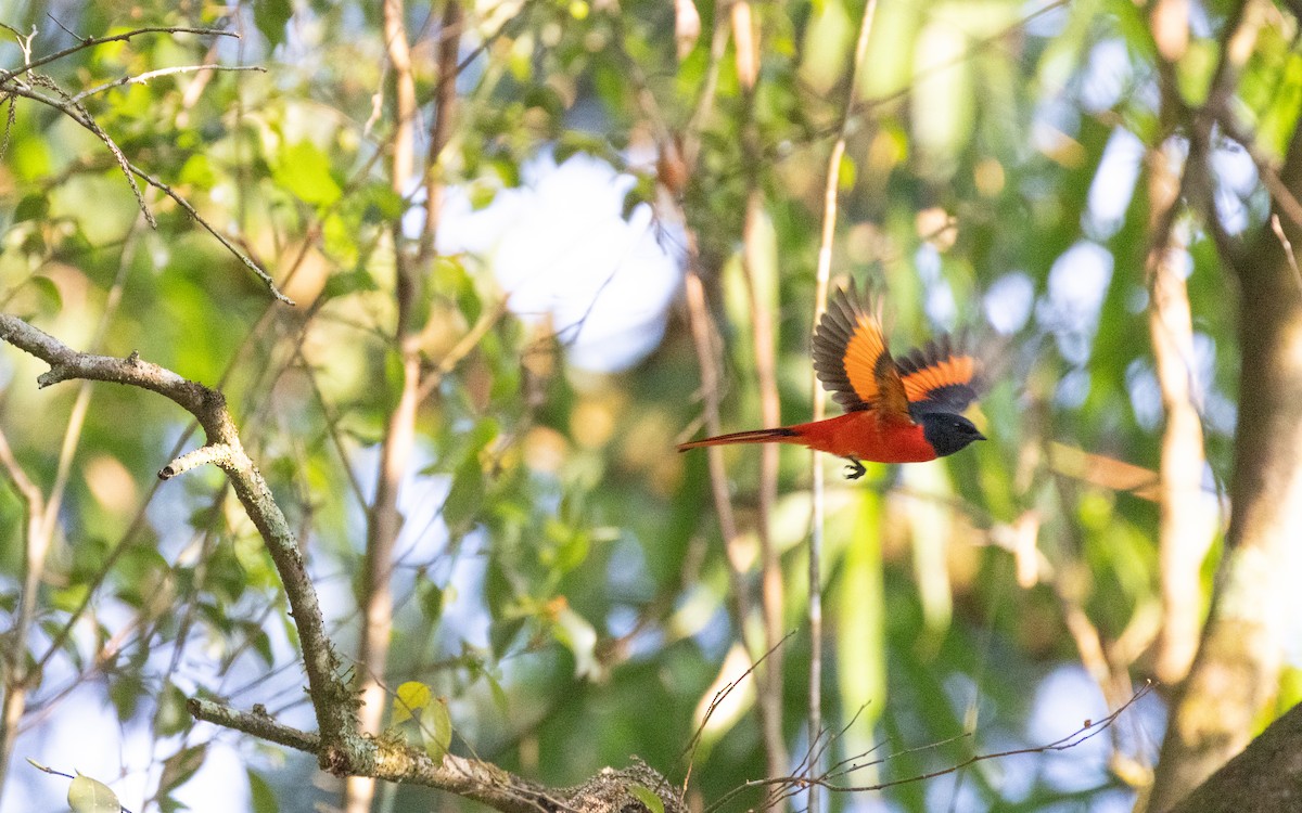Long-tailed Minivet - ML638412686