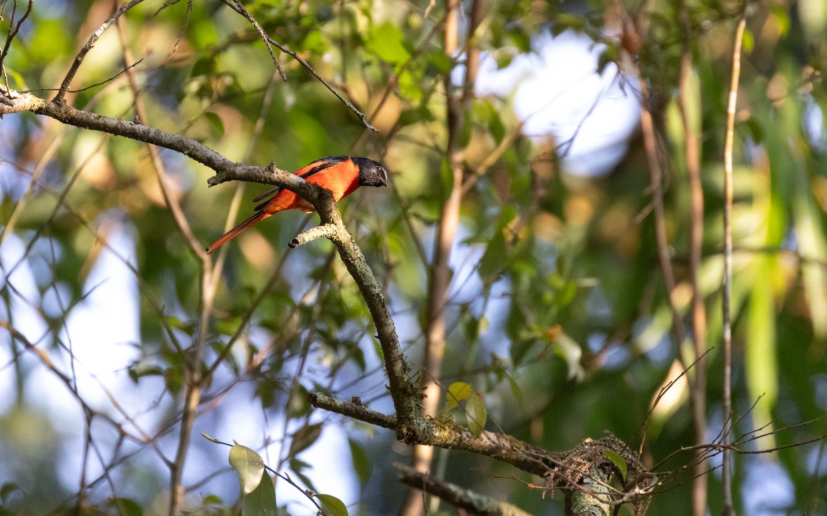 Long-tailed Minivet - ML638412687