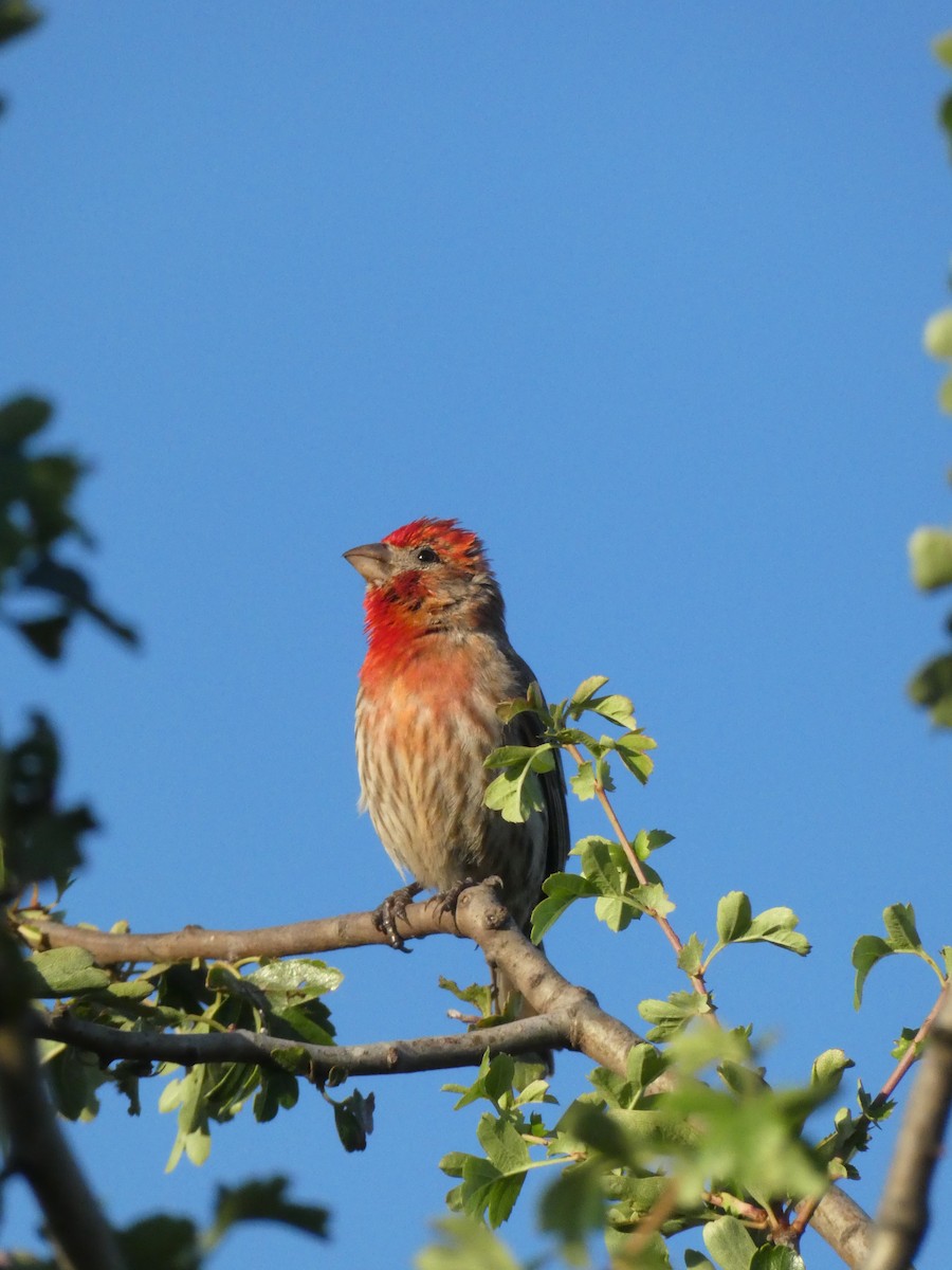 House Finch - ML638412739