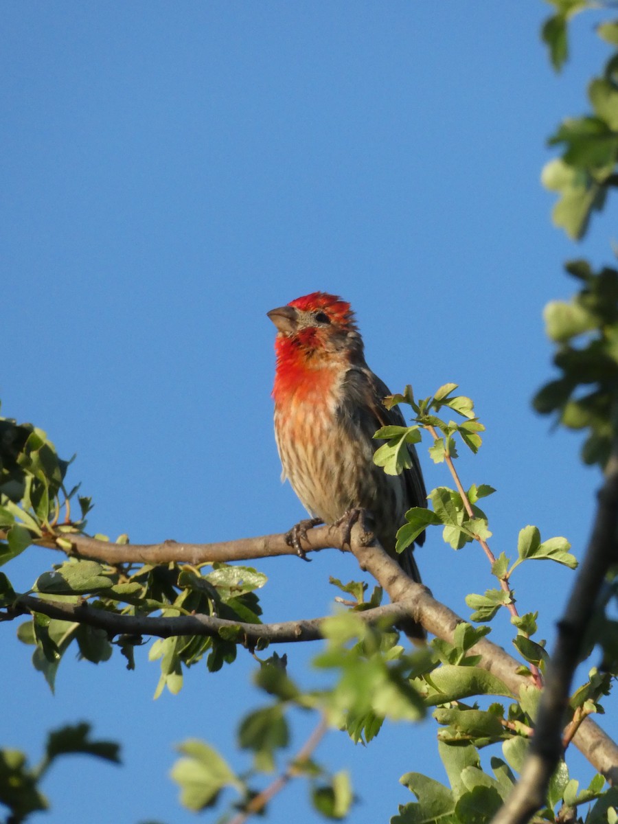 House Finch - ML638412740