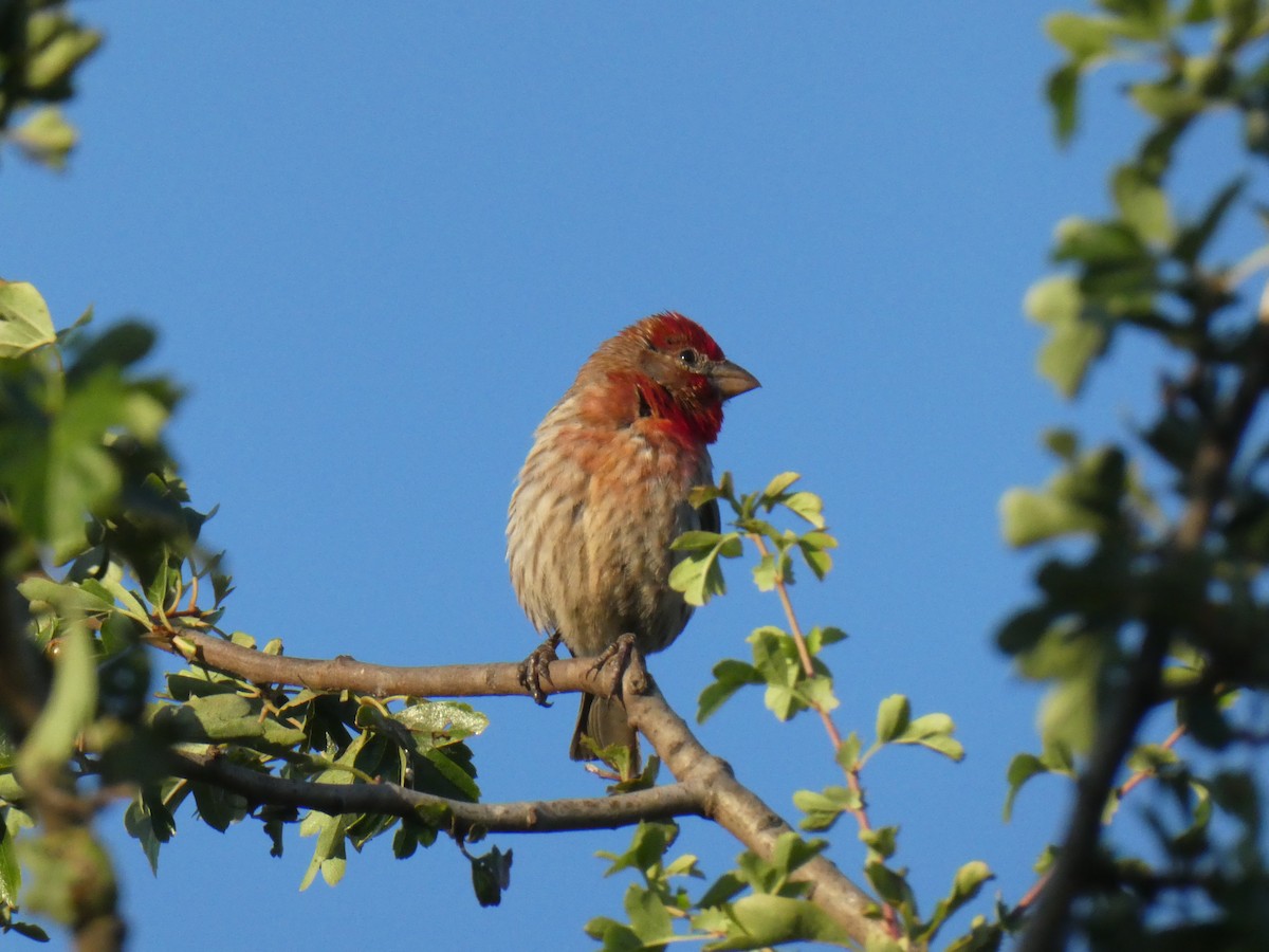 House Finch - ML638412741
