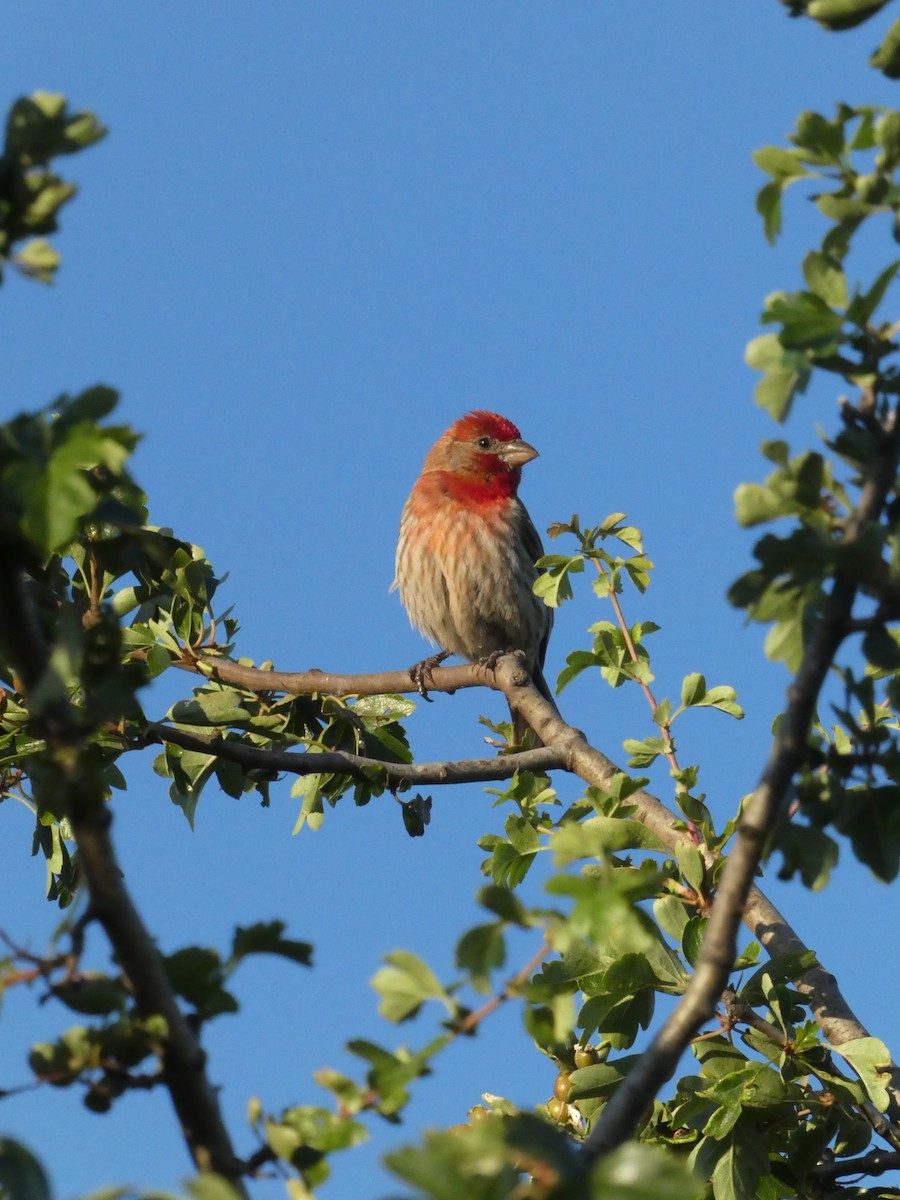 House Finch - ML638412742
