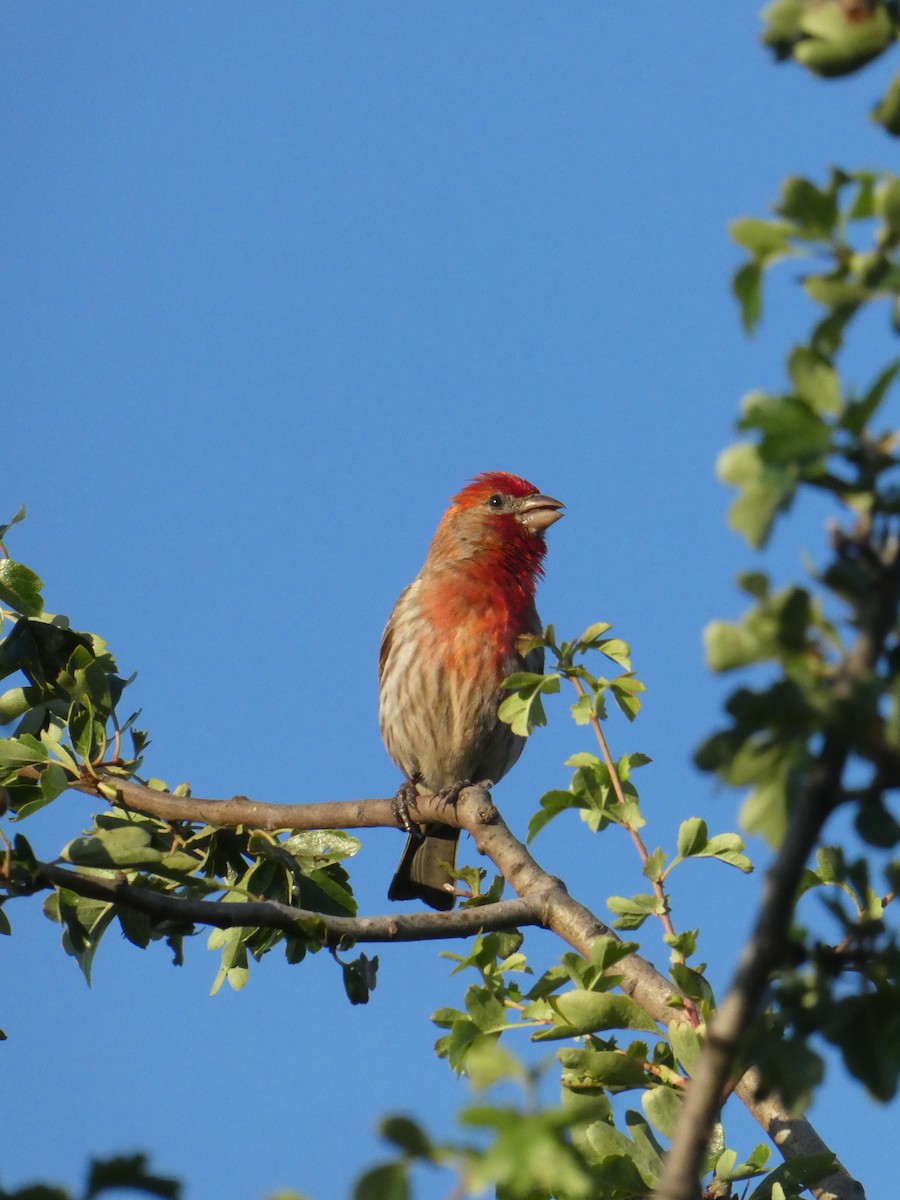 House Finch - ML638412744