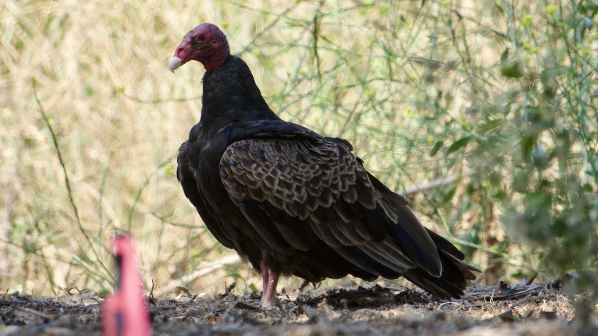 Turkey Vulture - ML638412760