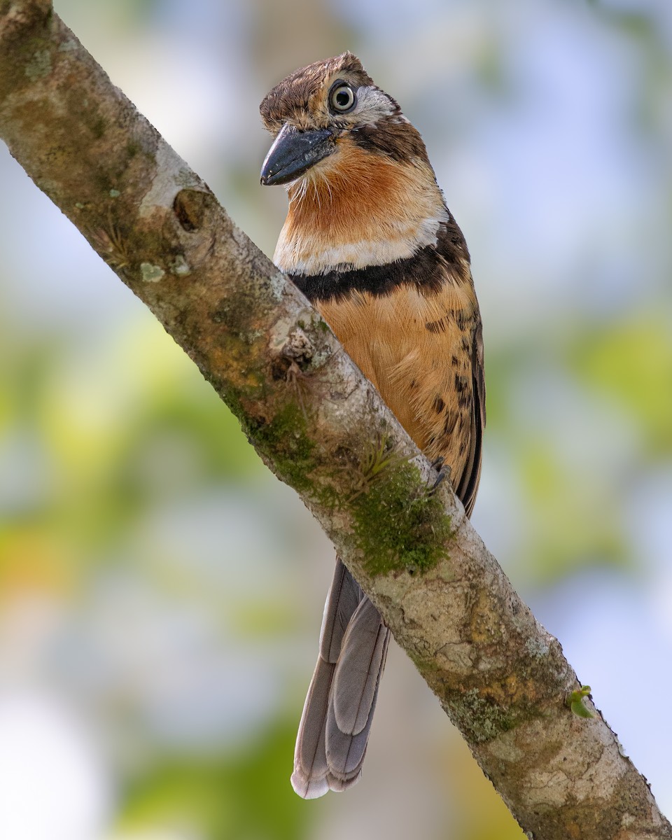 Russet-throated Puffbird - ML638412761
