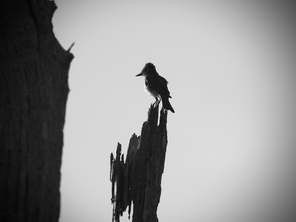 Puerto Rican Flycatcher - ML638412773