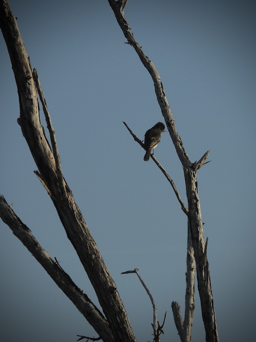 Puerto Rican Flycatcher - ML638412775