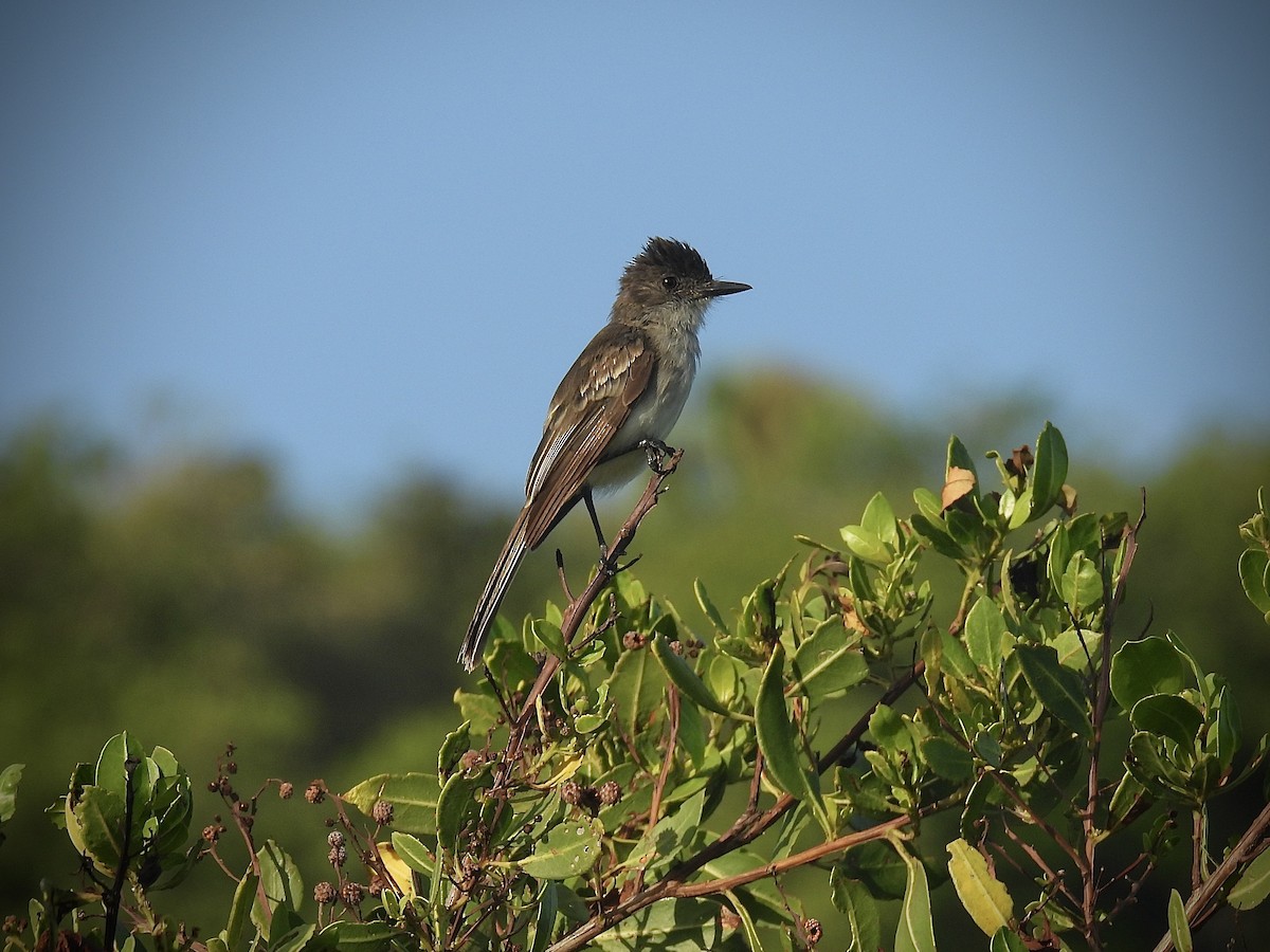 Puerto Rican Flycatcher - ML638412777