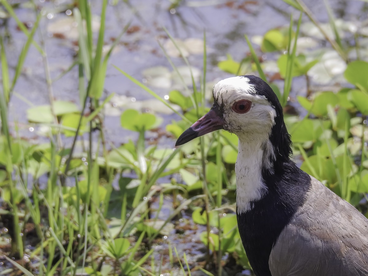 Long-toed Lapwing - ML638412778