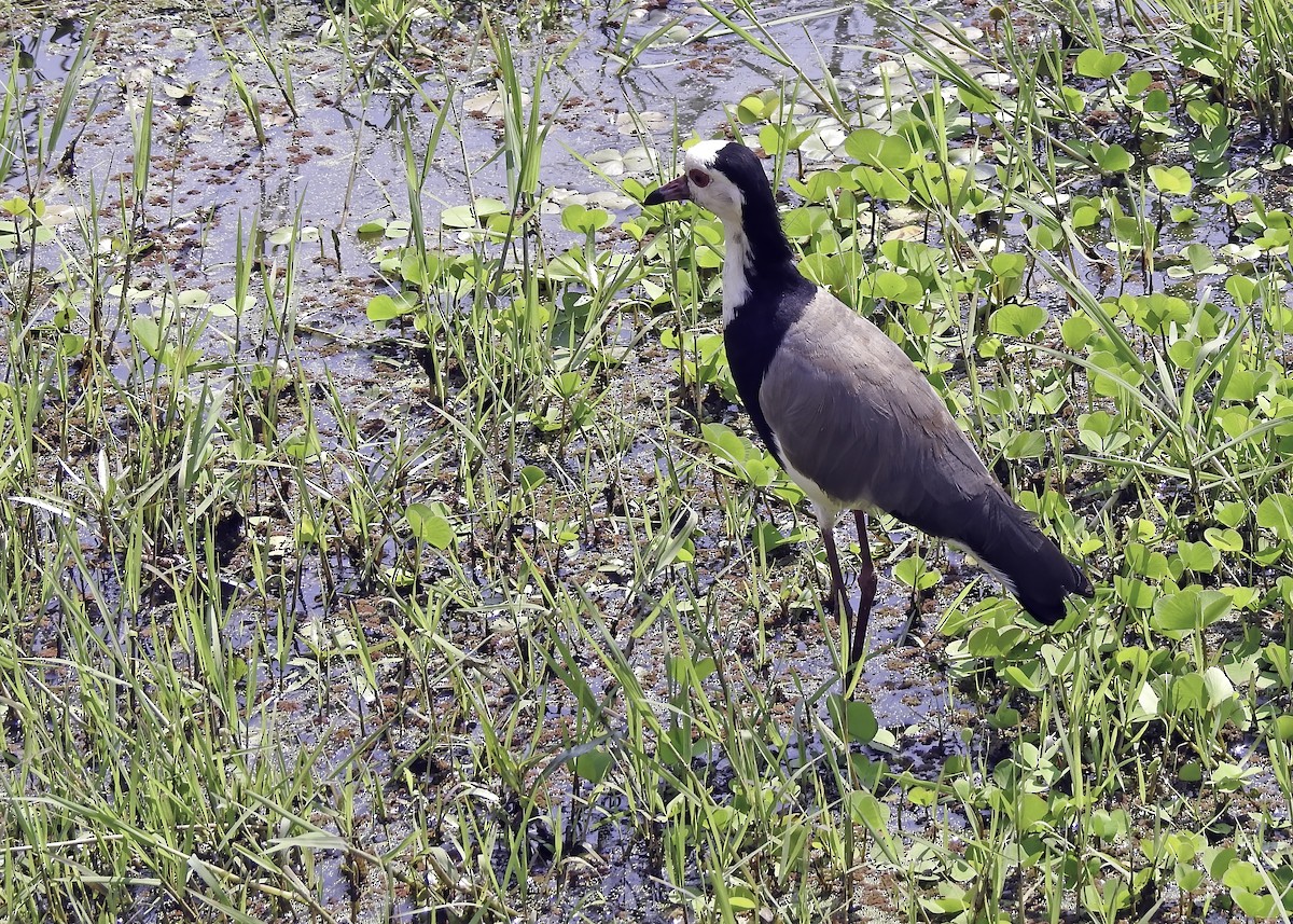 Long-toed Lapwing - ML638412781