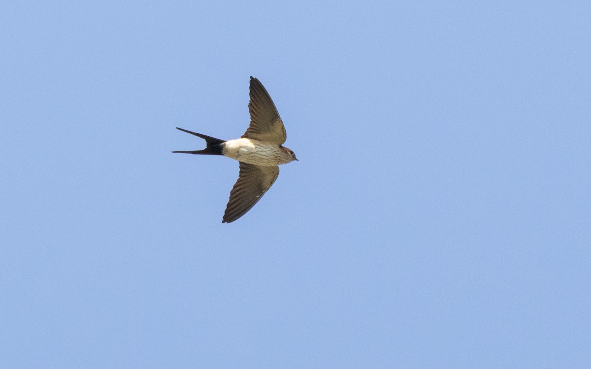 Eastern Red-rumped Swallow - ML638412782