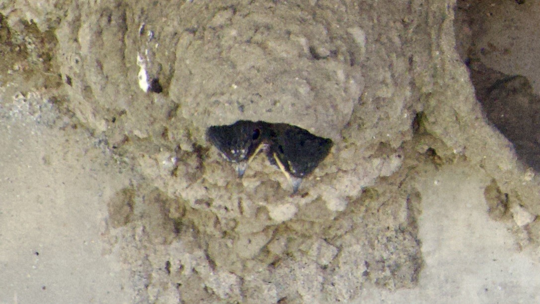 Cliff Swallow - ML638412783