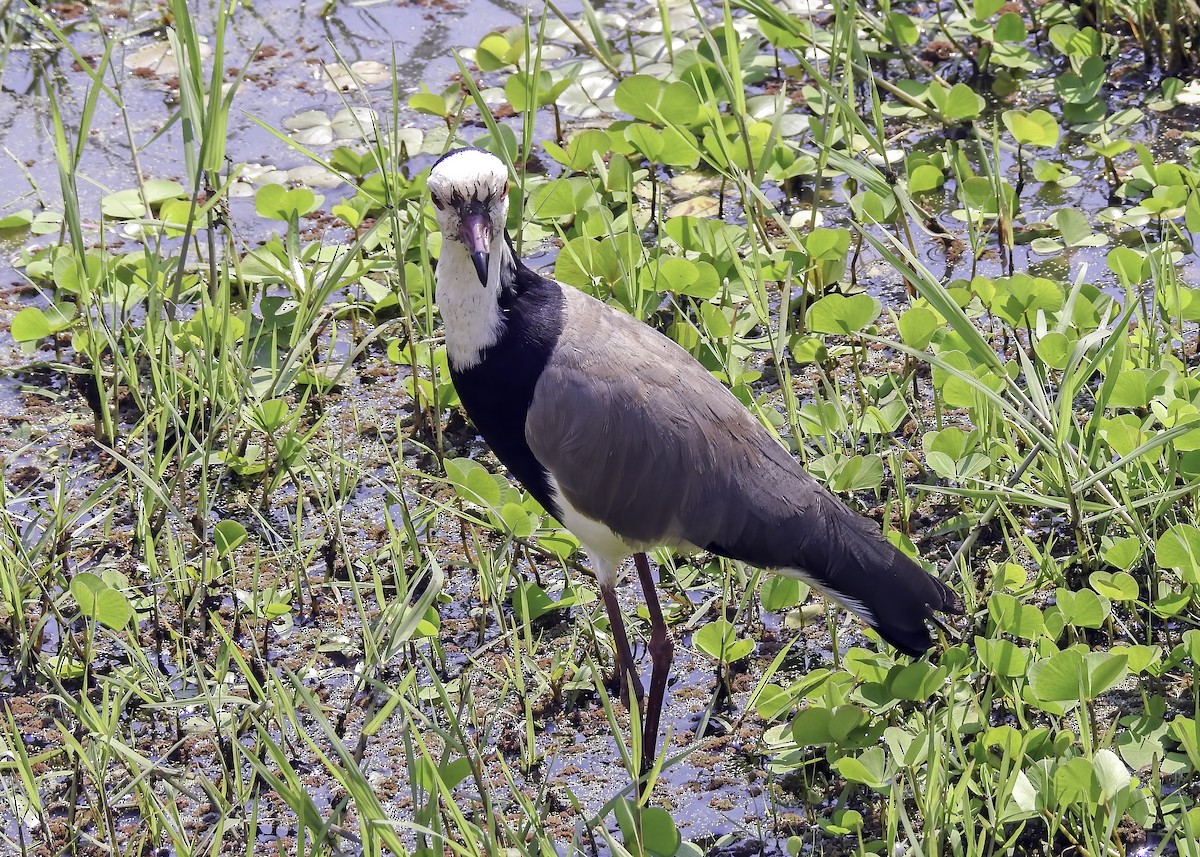 Long-toed Lapwing - ML638412785