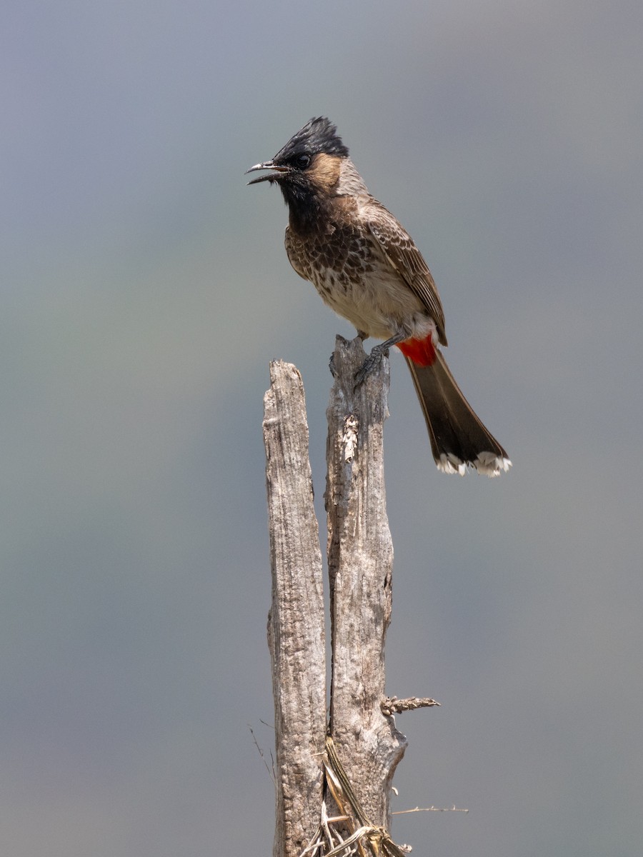Red-vented Bulbul - ML638412793