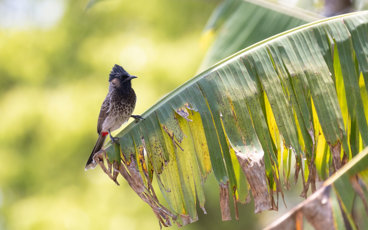 Red-vented Bulbul - ML638412795