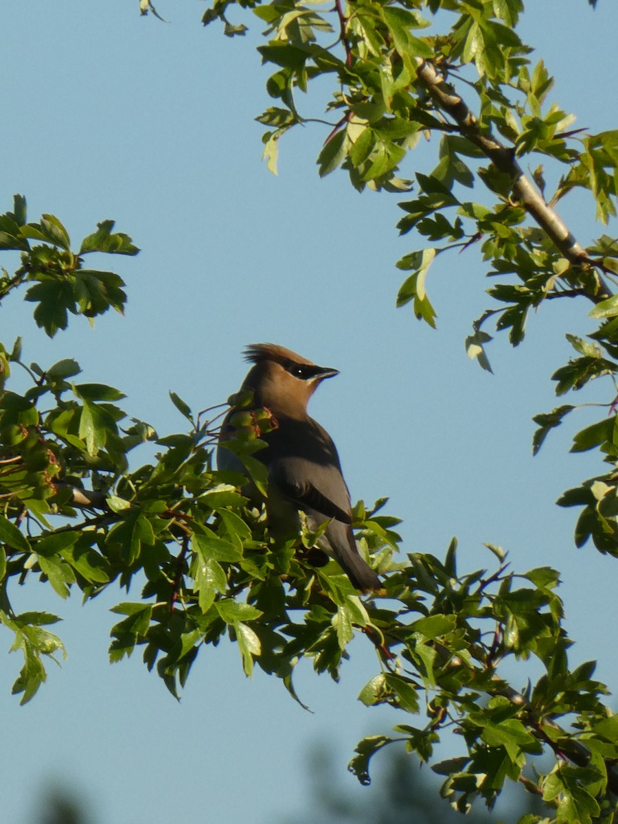 Cedar Waxwing - ML638412800