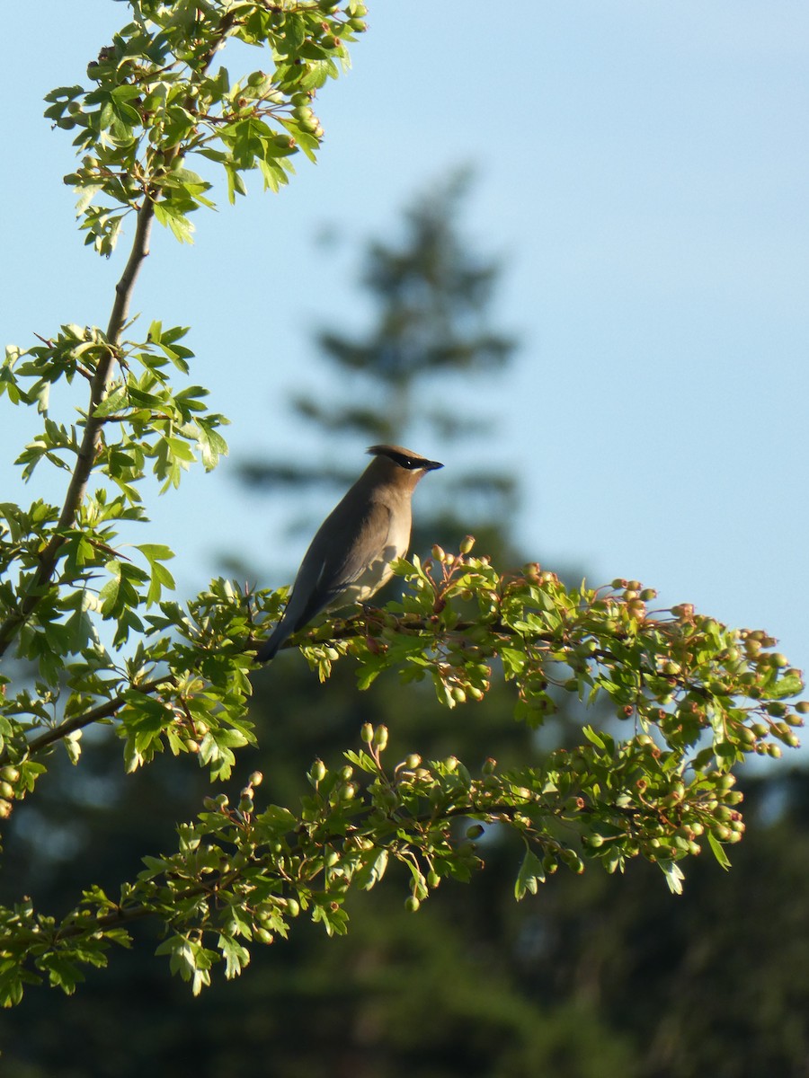 Cedar Waxwing - ML638412802